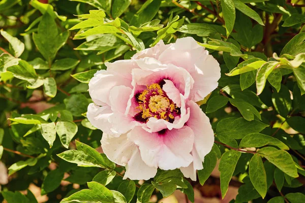 Цветок розового пионного бутона — стоковое фото