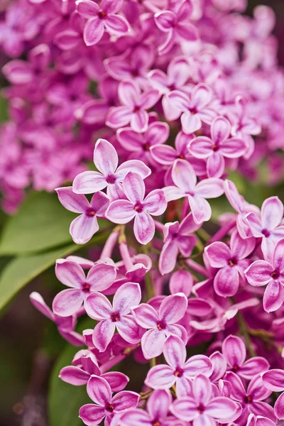 Vårens blommor - blommande lila blommor — Stockfoto