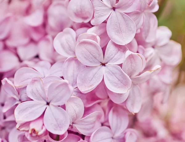봄 라일락 바이올렛 꽃의 매크로 이미지 — 스톡 사진