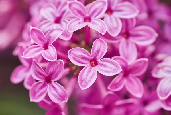 Flores de primavera - flores de lilás florescentes — Fotografia de Stock