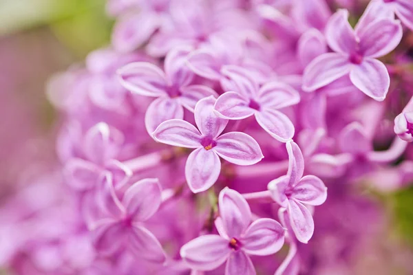 Makro obrázek jarní Lila fialové květiny — Stock fotografie