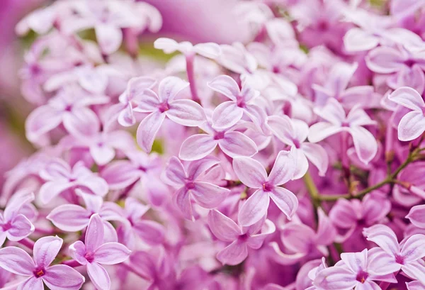 Flores lilás perfumadas Syringa vulgaris. Profundidade rasa de fiel — Fotografia de Stock
