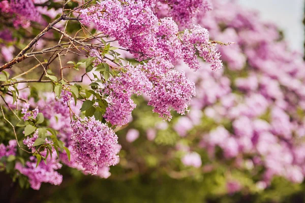 美しい新鮮な紫すみれ色の花。紫の花のクローズ アップ — ストック写真