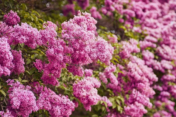 Fleurs printanières - fleurs lilas en fleurs — Photo