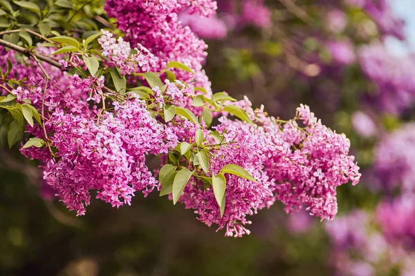 Hermosas flores violetas púrpuras frescas. Primer plano de flor púrpura — Foto de Stock