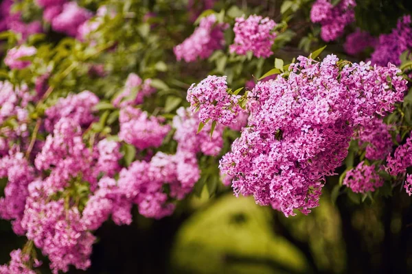 香りのよいライラック色の花ライラック。フィールの浅い深さ — ストック写真