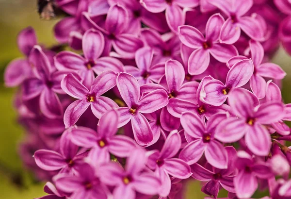 Geurende lila bloesems Syringa vulgaris. Ondiepe scherptediepte fiel — Stockfoto