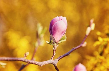 Çiçeklerin arka planında çiçek açan Manolya Çiçeği.