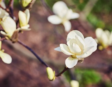 beyaz büyük Manolya