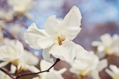 beyaz büyük Manolya