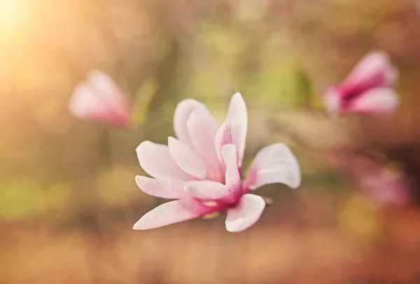 Macro van paarse magnolia — Stockfoto