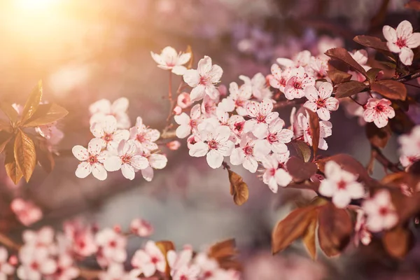 O belo ramo florescente — Fotografia de Stock