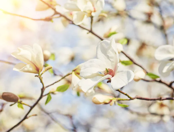 Bílý velký Magnolie — Stock fotografie