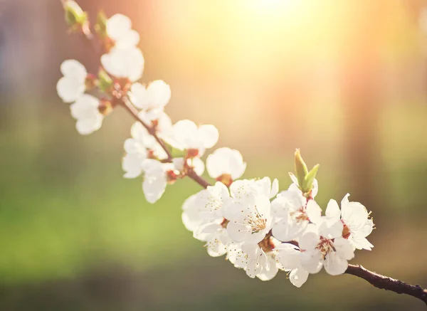 Flor de sakura blanca floreciendo como fondo natural —  Fotos de Stock