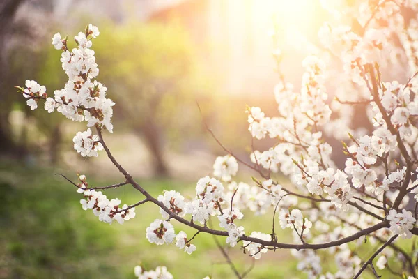 Güzel çiçek şube