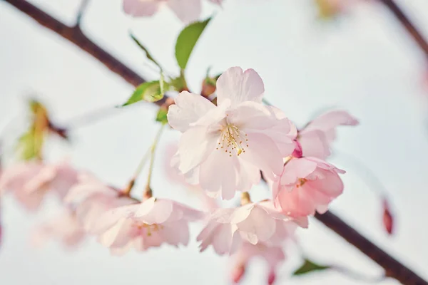 春に白のバースデーとアプリコットの木の開花 — ストック写真