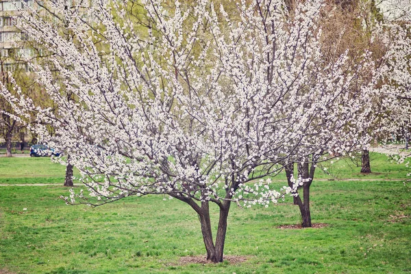 バック グラウンドのフィールドで孤独な開花ツリー — ストック写真