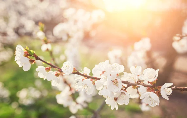 백색 beautif와 봄 시간에 살구 나무의 꽃 스톡 사진