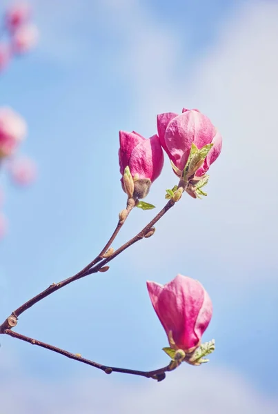Flower Magnolia flowering against a background of flowers. — Stock Photo, Image