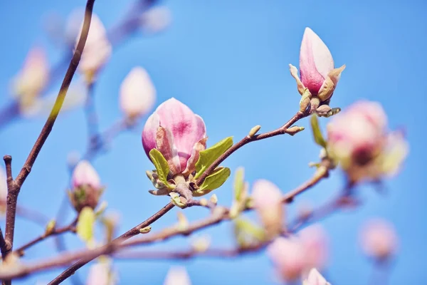 Macro di magnolia viola — Foto Stock