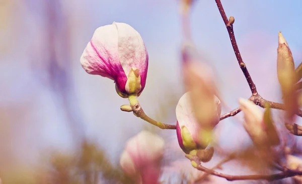 Närbild av lila Blommande magnolia. — Stockfoto