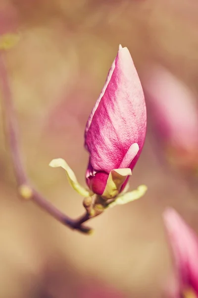 Macro of purple magnolia — Stock Photo, Image