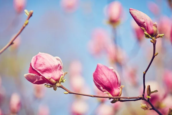 몇 목련 꽃의 장식입니다. 분홍색 목련 꽃입니다. 목련. — 스톡 사진