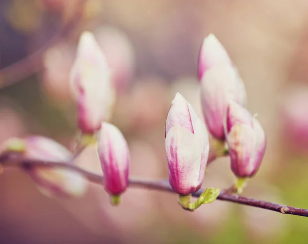 Close-up view of purple blooming magnolia. — Stock Photo, Image