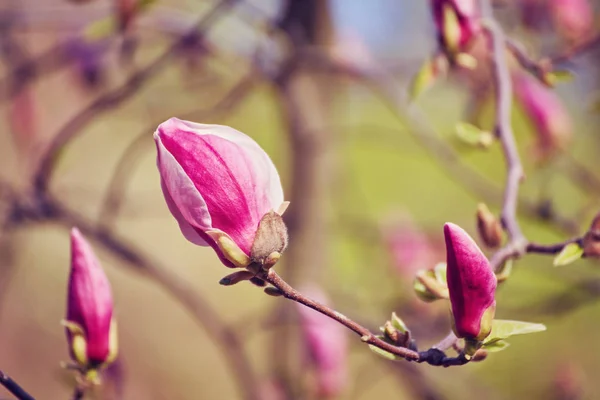 Macro of purple magnolia — Stock Photo, Image