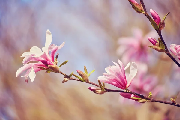 Flor Magnolia floración sobre un fondo de flores. — Foto de Stock