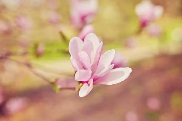 Macro of purple magnolia — Stock Photo, Image