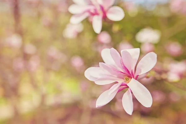 Makro der Purpurmagnolie — Stockfoto