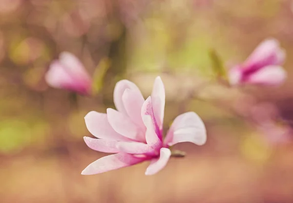 Dekoration von wenigen Magnolienblüten. rosa Magnolienblüte. Magnolie. — Stockfoto