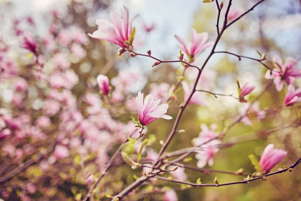 Blume Magnolie blüht vor einem Hintergrund von Blumen. — Stockfoto