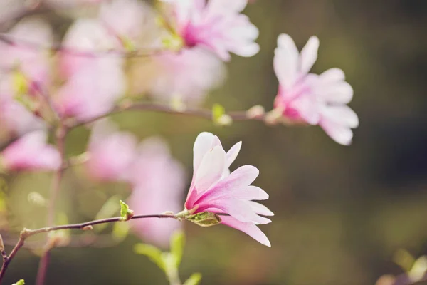 Blomma Magnolia blommar mot en bakgrund av blommor. — Stockfoto