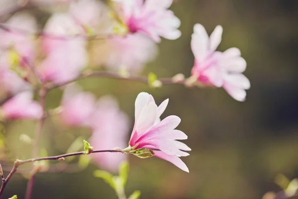 Blume Magnolie blüht vor einem Hintergrund von Blumen. — Stockfoto