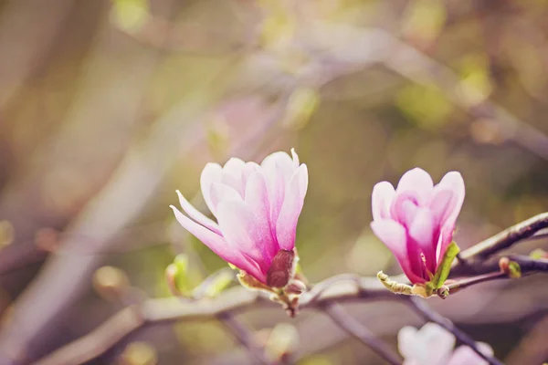 Blume Magnolie blüht vor einem Hintergrund von Blumen. — Stockfoto