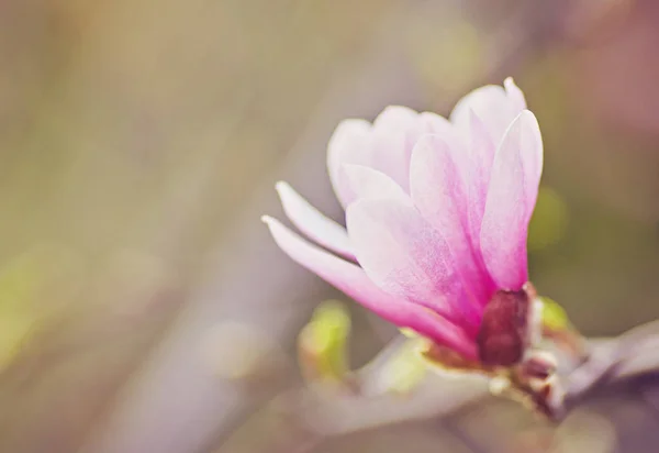 Blomma Magnolia blommar mot en bakgrund av blommor. — Stockfoto