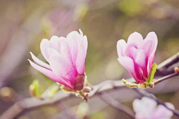 Makro der Purpurmagnolie — Stockfoto