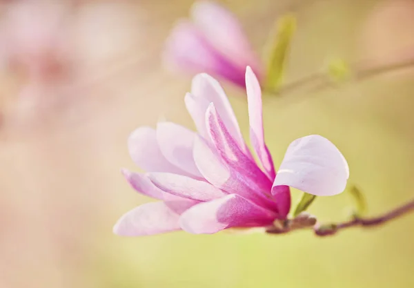 decoration of few magnolia flowers. pink magnolia flower. Magnolia.