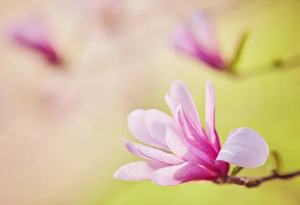 Makro fioletowy magnolia — Zdjęcie stockowe