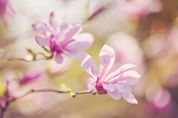Dekoration von wenigen Magnolienblüten. rosa Magnolienblüte. Magnolie. — Stockfoto