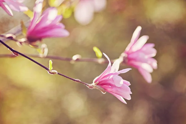 Makro av lila magnolia — Stockfoto