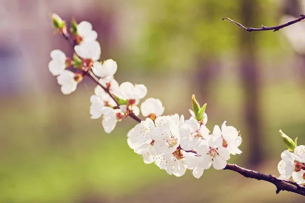 The beautiful blooming branch — Stock Photo, Image