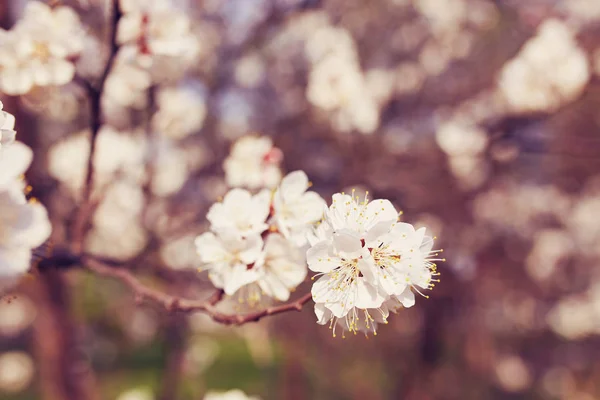 Flori de sakura albă înflorind ca fundal natural — Fotografie, imagine de stoc