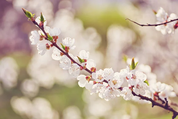 Floração da árvore de damasco no tempo de primavera com belas flores brancas . — Fotografia de Stock