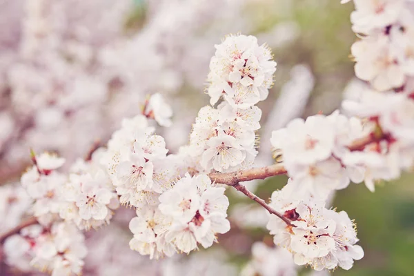 Floração da árvore de damasco no tempo de primavera com belas flores brancas . — Fotografia de Stock