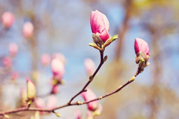 Blume Magnolie blüht vor einem Hintergrund von Blumen. — Stockfoto