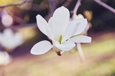 Beyaz Manolya çiçeği