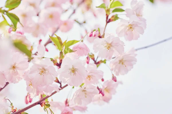 Il bellissimo ramo fiorito — Foto Stock